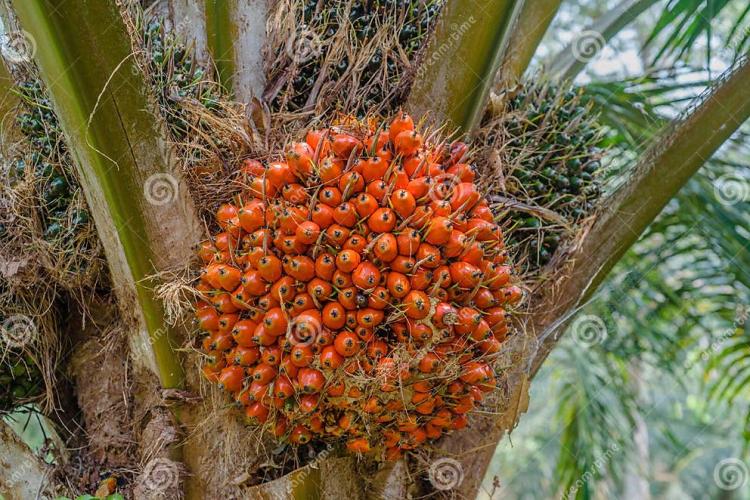 Kelapa Sawit Mitra Swadaya Minggu Ini Dihargai Rp3.109 per Kg