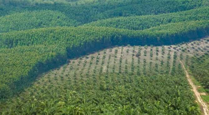 Miliki Lahan Sawit Di Kawasan Hutan Produksi, PETIR Ungkap Peran Dugaan Oknum ASN PUPR Provinsi Riau Rugikan Negara Rp 2.8 Miliar