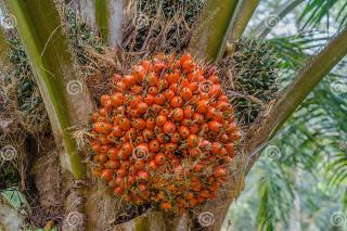 Kelapa Sawit Mitra Swadaya Minggu Ini Dihargai Rp3.109 per Kg