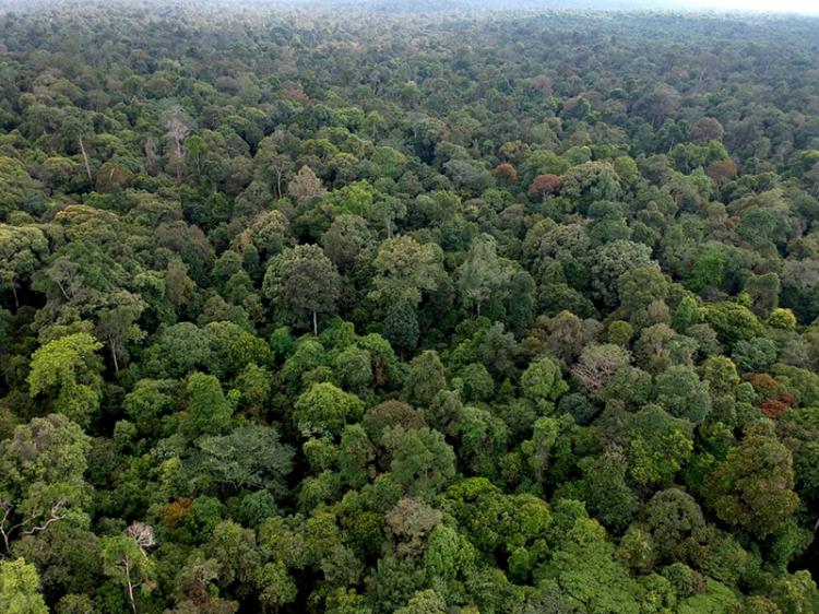 Diduga Kuasai Lahan di Kawasan Hutan Jadi Kebun Sawit, PETIR Akan Laporkan Irwan Cs ke Jaksa