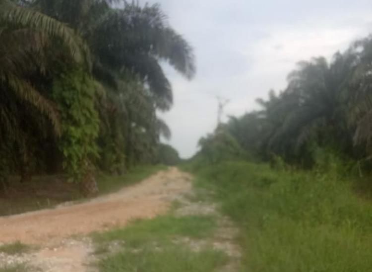 Dugaan Penanaman Sawit di Luar HGU, PETIR Kirim Surat Klarifikasi ke Perusahaan Sawit PT. MM