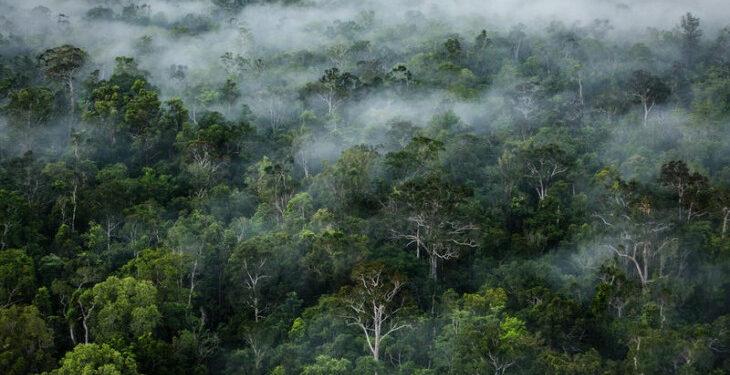 Kejaksaan Agung Berhasil Sita 1 Juta Hektar Lahan Dalam Kawasan Hutan 