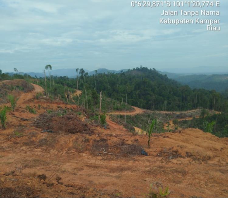 Lembaga G3S Laporkan Penyerobotan Hutan di Van Ludai Kampar ke Polda Riau