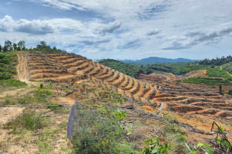 Pernah Dipanggil Polisi, Pemilik Kebun Dalam Kawasan Hutan Dikampar Masih Tetap Eksis