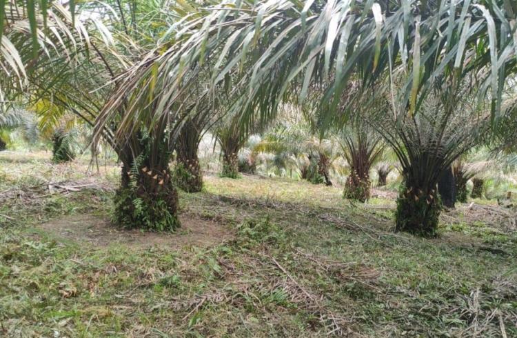 Tak Bayar Pajak dan Rusak Hutan, Ribuan Hektar Lahan Sawit Milik PT Berkat Satu dan APSL Disita Negara