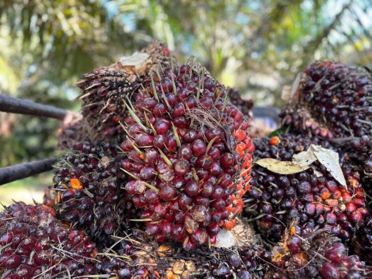 Penyelidikan Dana Sawit Rp57 Triliun Dikejagung Membeku Sejak 2023, Dana Mengalir ke Petinggi?