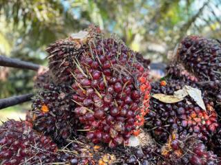 Penyelidikan Dana Sawit Rp57 Triliun Dikejagung Membeku Sejak 2023, Dana Mengalir ke Petinggi?