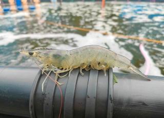 Diduga Beroperasi di Atas Lahan Sitaan Negara, Tambak Udang PT GKJ di Bengkalis Disorot