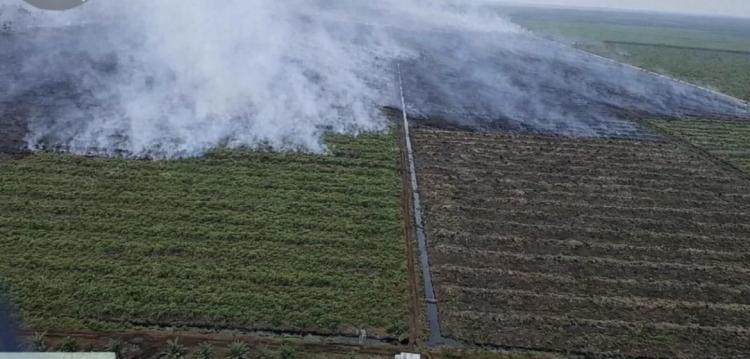 Ketua GMPK Riau: Penyelidikan Karhutla di Kebun Sawit Koperasi RTBS Pelalawan Lamban dan Tak Transparan